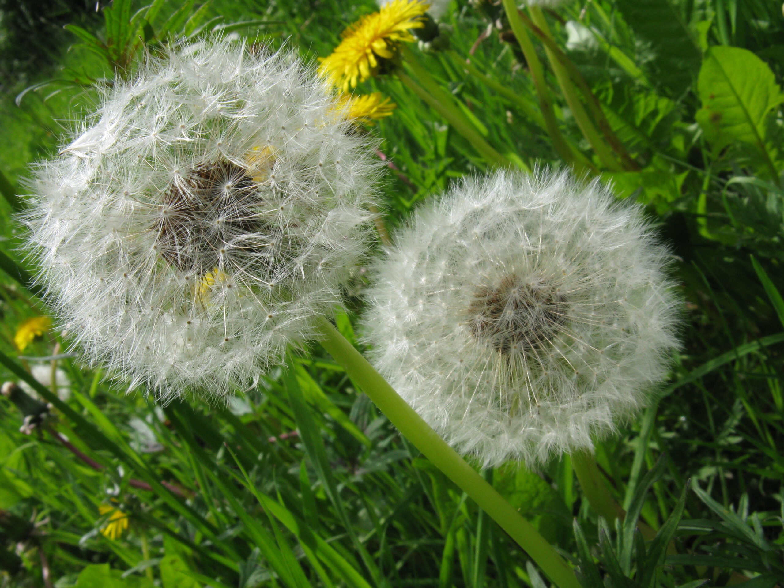 Dandelion clock